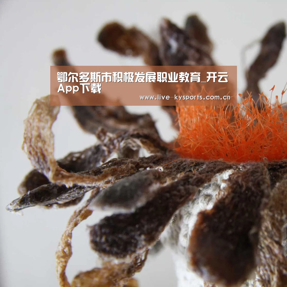 鄂尔多斯市积极发展职业教育_开云App下载(图2) 开云体育下载